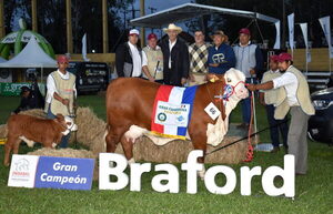 Vaca Braford de Paraguay fue coronada como la mejor de Sudamérica