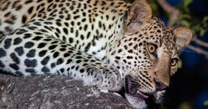 Mujer corrió dos kilómetros tras leopardo que había atrapado a su hijo y logró rescatarlo - C9N