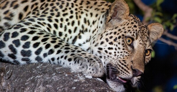 Mujer corrió dos kilómetros tras leopardo que había atrapado a su hijo y logró rescatarlo - C9N