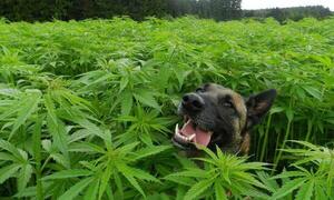 Uruguay: Alimento para perros a base de marihuana es tendencia – Prensa 5