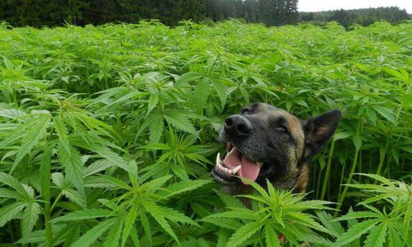 Uruguay: Alimento para perros a base de marihuana es tendencia – Prensa 5