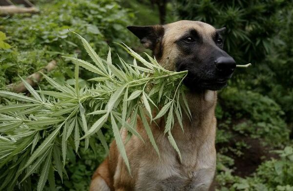 Alimento para perros a base de marihuana es tendencia en Uruguay