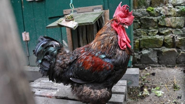 Diario HOY | Definitivamente, el canto del gallo en Francia no constituye un "ruido molesto"