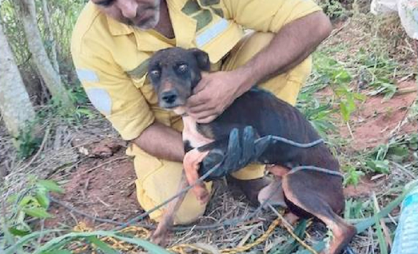 Salvan a perrita que fue tirada en un pozo en Repatriación - Noticiero Paraguay