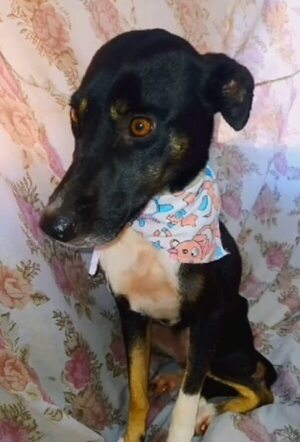 Perrita sobrevive varios días en un pozo hasta que la rescatan - Nacionales - ABC Color