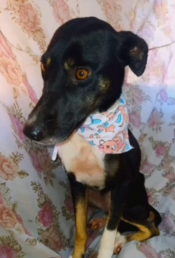 Perrita sobrevive varios días en un pozo hasta que la rescatan - Nacionales - ABC Color
