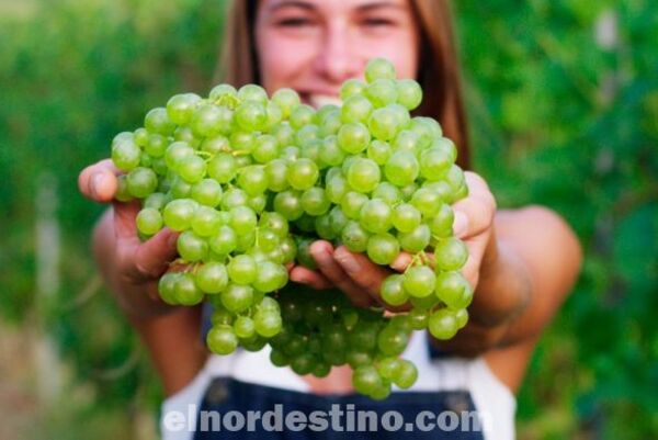 Aunque usted no lo crea: la uva es una fruta que aporta muchos beneficios a la salud porque son ricas en antioxidantes