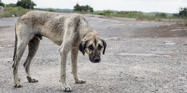 Lamentan falta de apoyo de Bienestar Animal - El Independiente
