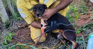 La Nación / Bomberos rescatan a perrita embarazada que fue tirada a un pozo