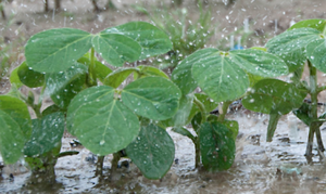 Merma de lluvias podría afectar la producción en el campo, advierte titular de la UGP