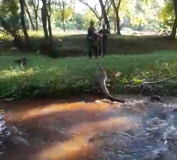 Rescatan a yacaré que escapó del Lago de la República - ABC en el Este - ABC Color