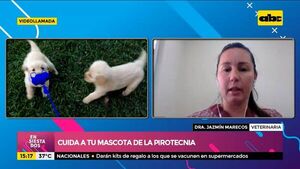 ¿Cómo protegemos a nuestras mascotas ante las pirotecnias? - Ensiestados - ABC Color