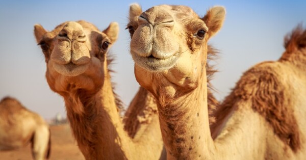 Arabia Saudí descalifica a 43 camellos de un concurso de belleza por uso de bótox - C9N