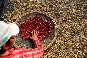 Las exportaciones brasileñas de café sr encogieron un 10 % hasta noviembre - MarketData