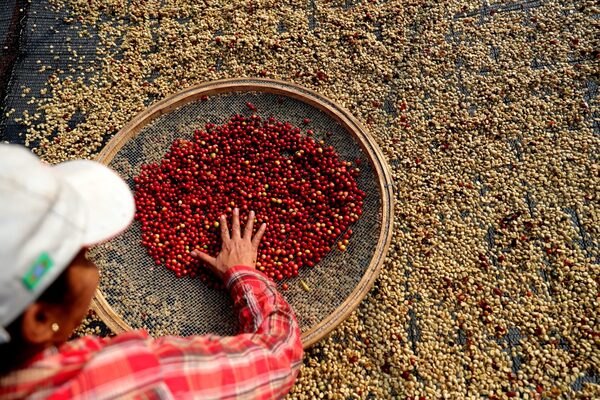 Las exportaciones brasileñas de café sr encogieron un 10 % hasta noviembre - MarketData