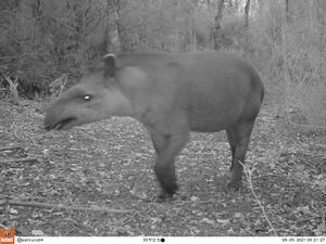 Cámaras trampa captaron a animales en amenaza  y peligro de extinción en el Parque Nacional San Luis - Nacionales - ABC Color