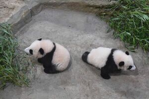 Gemelas panda, apadrinadas por Mbappé, causan furor en el zoo francés - Mundo - ABC Color