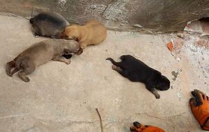Rescatan a 4 cachorros arrojados a alcantarillado de 25 metros de profundidad - Nacionales - ABC Color