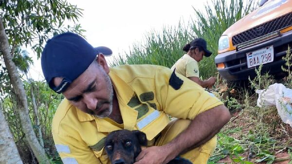 Perrita preñada tirada a un pozo fue rescatada por bomberos