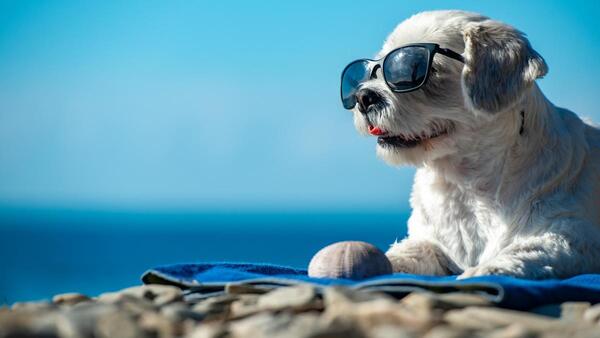 ¿Cómo cuidar a tus mascotas del calor? - El Independiente