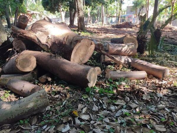En Luque, Fiscalía intervino en caso de tala de árboles y remoción de suelo de una naciente