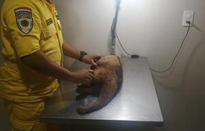Criminal: machetearon a un oso melero en San Antonio