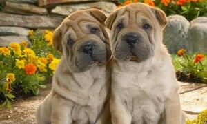 Se hicieron pasar por compradores y robaron dos perros Shar Pei - La Clave