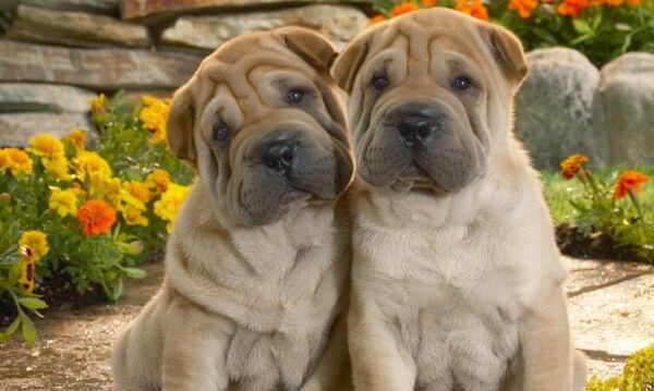 Se hicieron pasar por compradores y robaron dos perros Shar Pei - La Clave