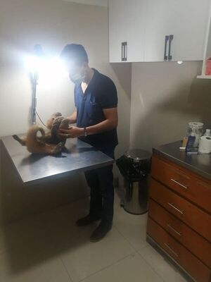 Crueldad animal: bomberos rescataron a un oso melero herido a machetazos - Nacionales - ABC Color