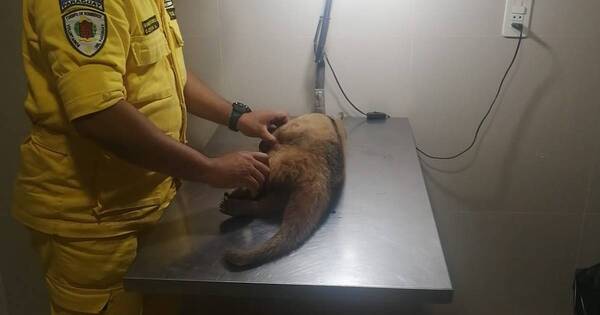 La Nación / Atacan con machete a un oso melero en San Antonio
