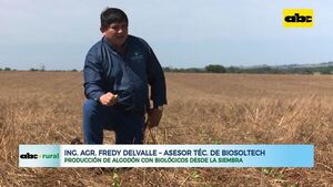 ABC RURAL: Producción de algodón con biológicos desde la siembra - ABC Rural - ABC Color