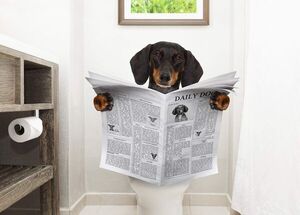 Mi perro está estreñido: el aceite de oliva puede salvar la situación - Mascotas - ABC Color