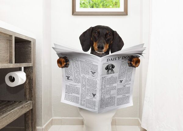 Mi perro está estreñido: el aceite de oliva puede salvar la situación - Mascotas - ABC Color