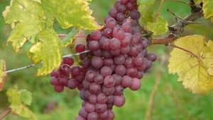 Arranca la temporada de uvas: anuncian abundante producción en La Colmena