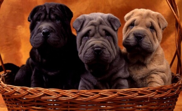 Hermanos pretendían vender dos Shar Pei, pero terminaron asaltados