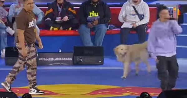Perro interrumpe final de batalla de rap y se vuelve viral - SNT