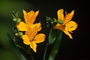 La flor de Amancay, símbolo del amor incondicional en la Patagonia argentina - MarketData