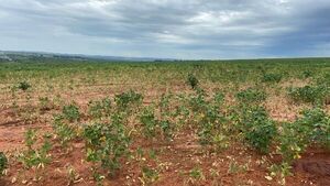 Sequía frena la soja y siguen esperando lluvia para evitar el desastre - Nacionales - ABC Color