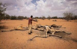 Kenia: jirafas mueren deshidratadas a causa de la sequía