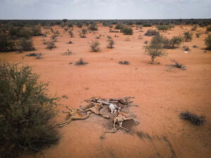 Crisis climática: jirafas mueren deshidratadas en Kenia