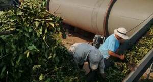 Comité de agricultores Santa María de Paso Yobái producen 200.000 kilos de yerba mate por año