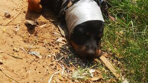 Crueldad animal: Ataron y arrastraron a dos perritos