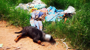 Matan cruelmente a dos rottweilers en San Lorenzo