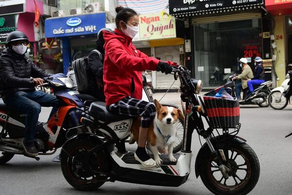 Ciudad vietnamita aboga por prohibir la venta de carne de perro y gato - Mascotas - ABC Color