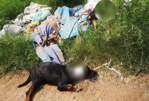 En San Lorenzo, mataron violentamente a dos perros de raza Rottweiler - Megacadena — Últimas Noticias de Paraguay