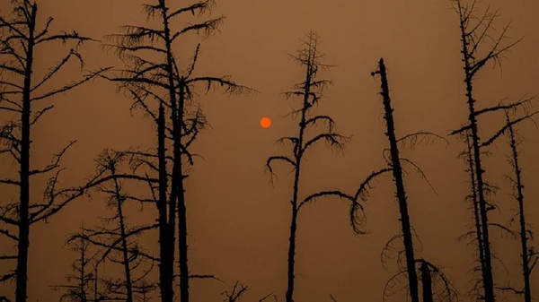 Récord de altas temperaturas en el Ártico: Se registró una temperatura superior a los 38° grados por primera vez en la histo