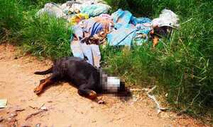 San Lorenzo: Matan cruelmente a dos rottweilers - OviedoPress