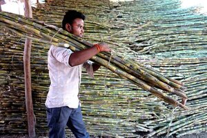 La OMC falla a favor de Brasil y Guatemala en disputa azucarera con la India - MarketData