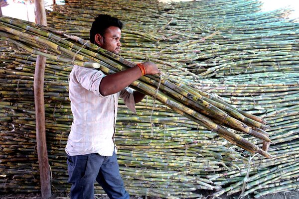 La OMC falla a favor de Brasil y Guatemala en disputa azucarera con la India - MarketData