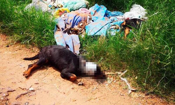 Asesinan cruelmente a dos perros en San Lorenzo – Prensa 5